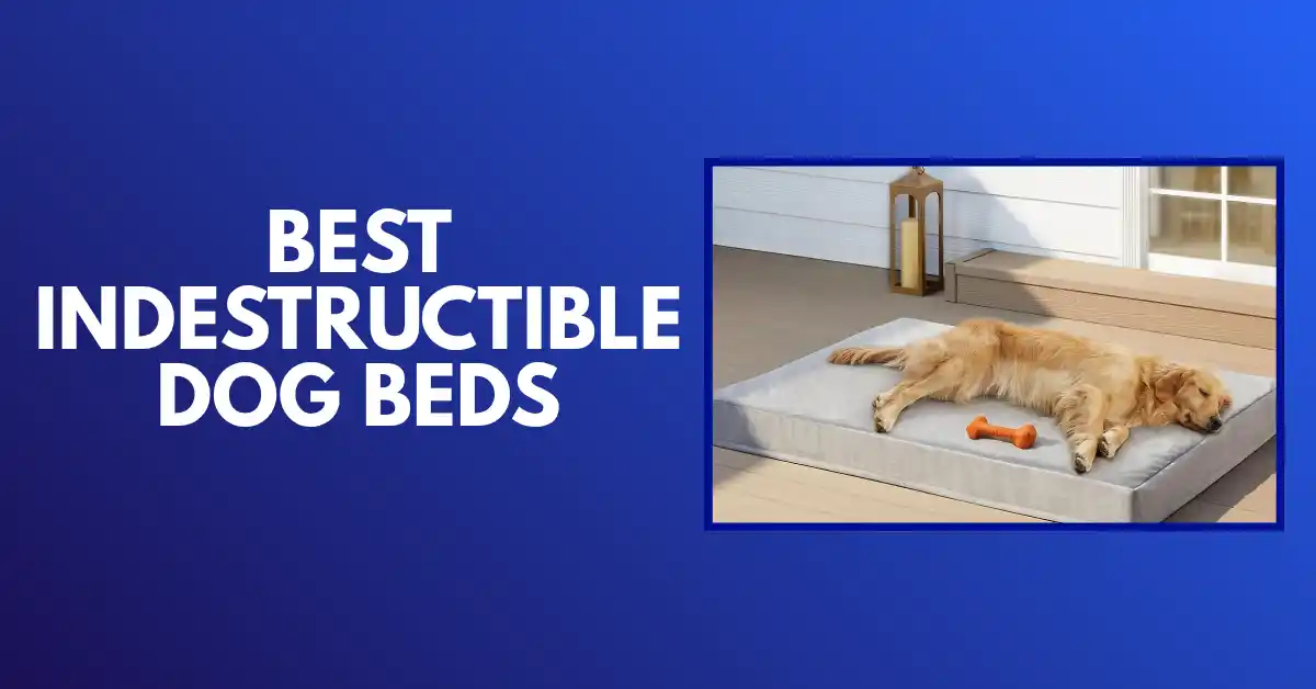 best indestructible dog bed