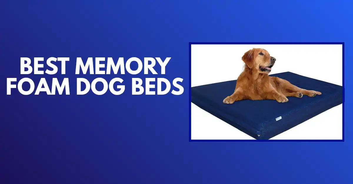 best memory foam dog bed