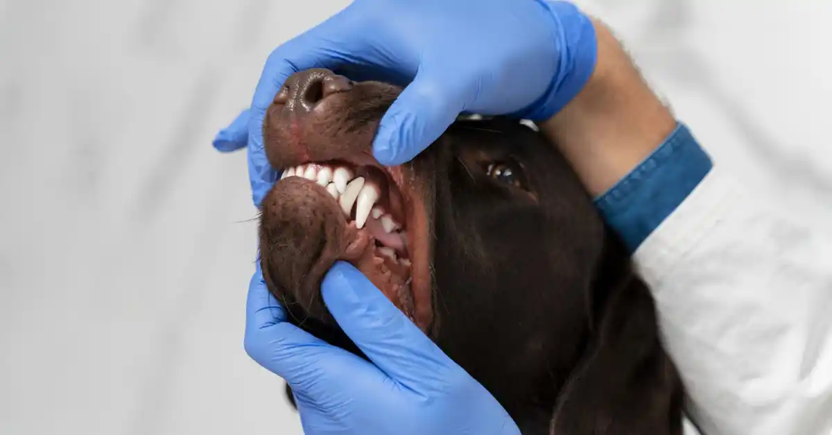 Simple way to dog teeth cleaning