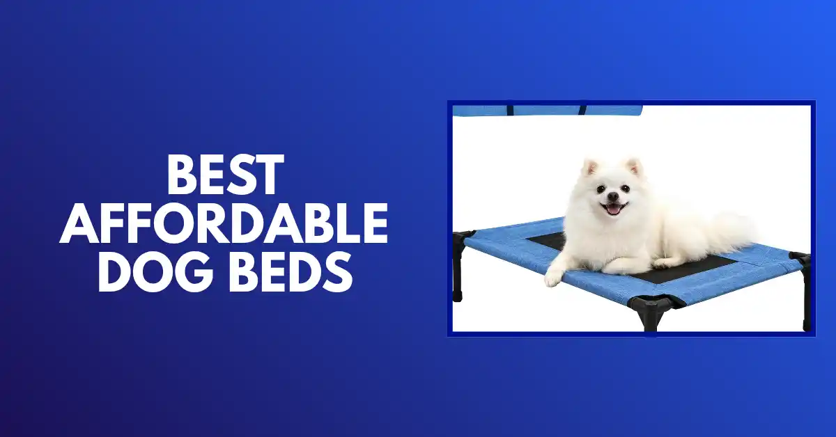 best affordable dog beds