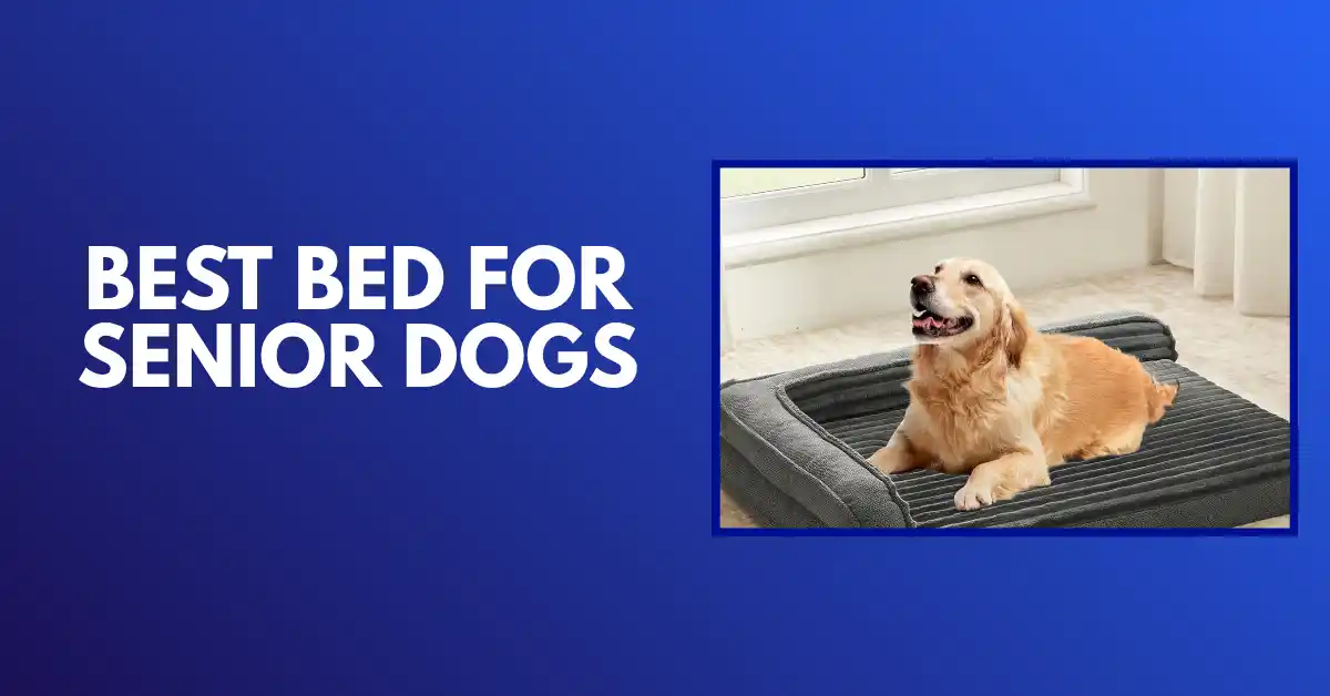 best bed for senior dogs