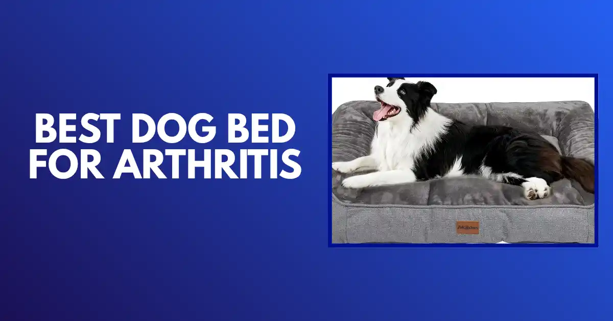 best dog bed for arthritis