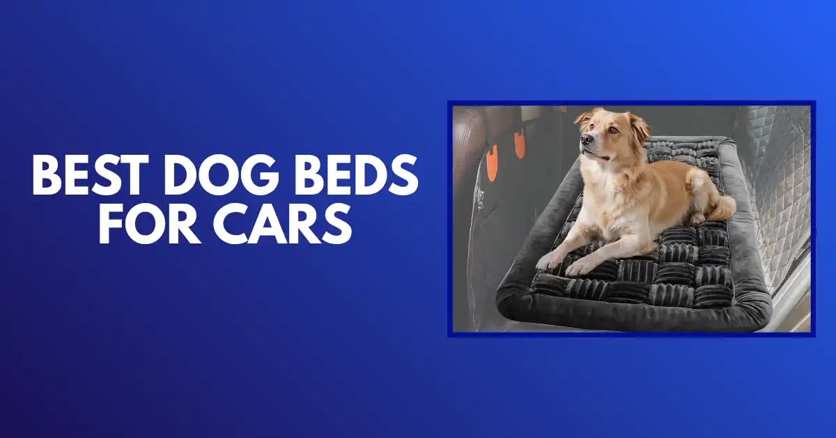 best dog bed for car