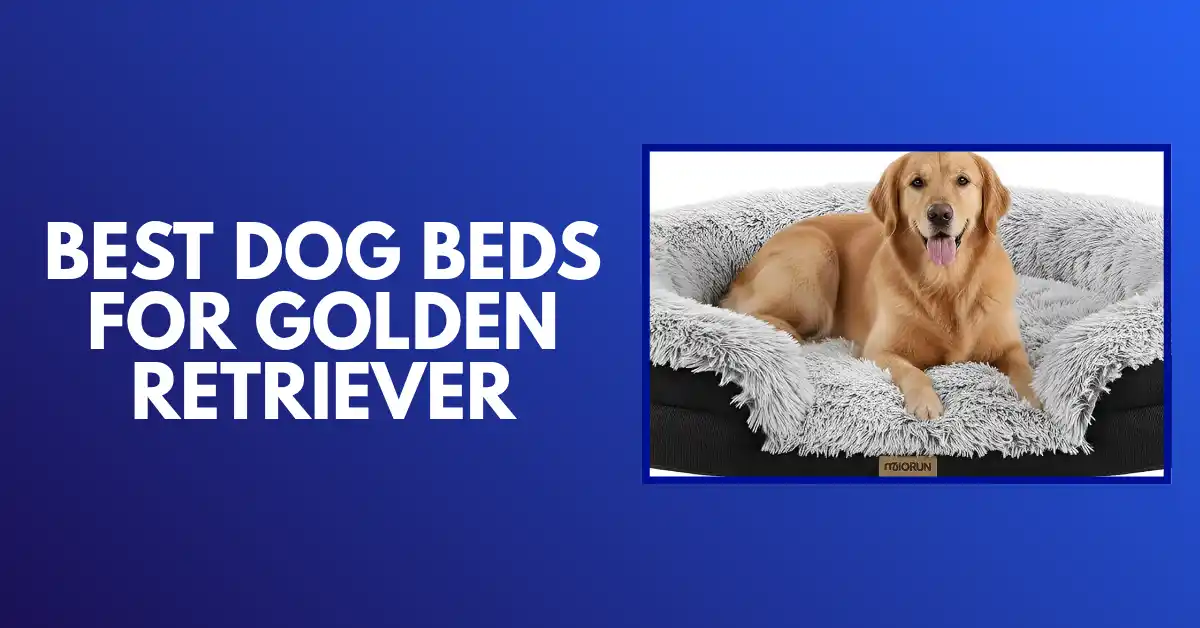 best dog bed for golden retriever