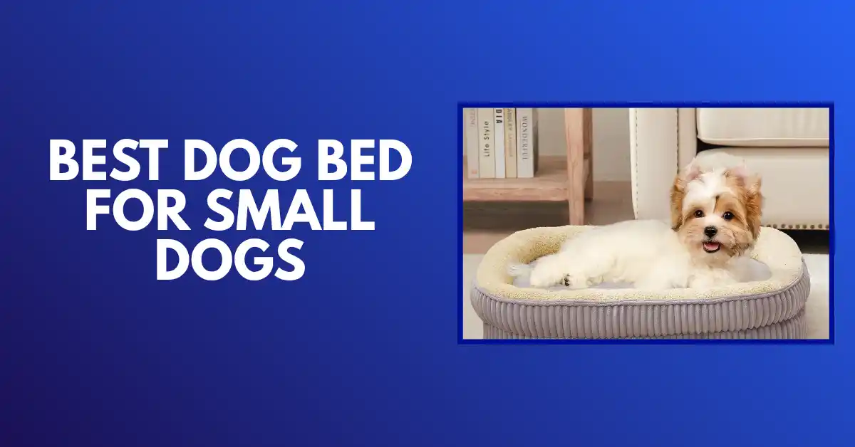 best dog bed for small dogs