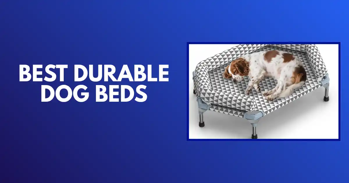 best durable dog bed
