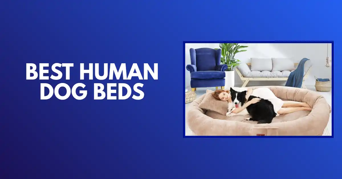 best human dog bed