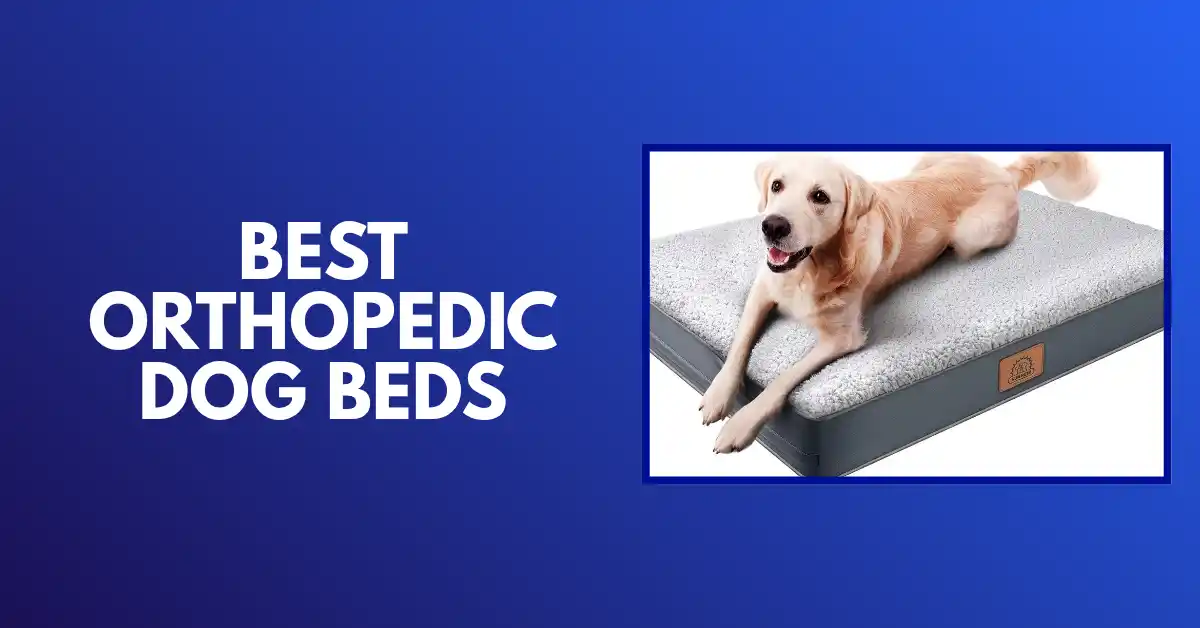 best ortheopedic dog bed