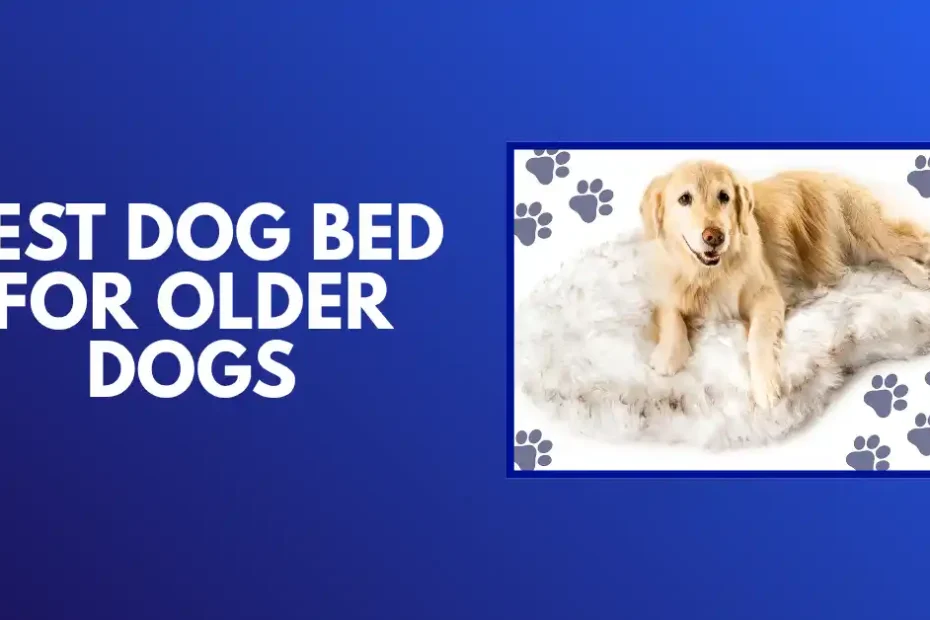 Best Dog Bed for Older Dogs